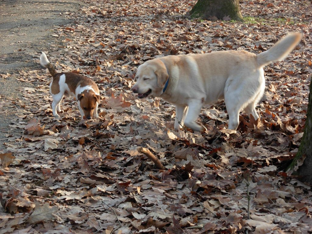 Lapo e Max
